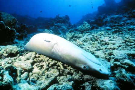 shark drowned after finning